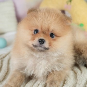 ポメラニアン【埼玉県・女の子・2025年7月12日・オレンジ】の写真「🌻8月ラスト🌻30日(土)見学会開催📣」