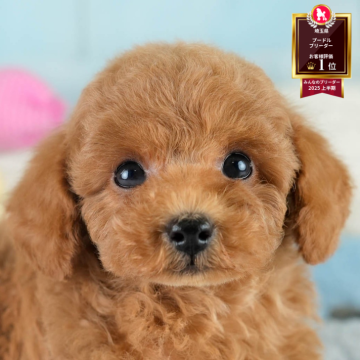 トイプードル(トイ)【埼玉県・男の子・2025年8月17日・レッド】の写真「🐶🐾11月15日(土)大好評特別見学会🐾🐶」
