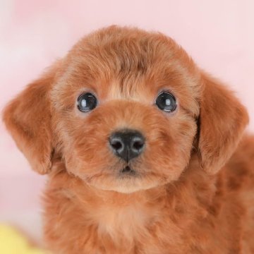 トイプードル(トイ)【埼玉県・女の子・2025年9月23日・レッド】の写真「🐶🐾11月15日(土)大好評特別見学会🐾🐶」