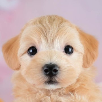 マルプー(マルチーズ×トイプードル)【埼玉県・女の子・2025年10月19日・アプリコット】の写真「🎅12月20日(土)クリスマス見学会開催🎄」