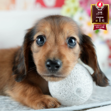 ミニチュアダックスフンド(ロング)【埼玉県・男の子・2025年6月29日・シェーデッドレッド】の写真「🐶🐾11月15日(土)大好評特別見学会🐾🐶」