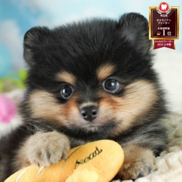 ポメラニアン【埼玉県・男の子・2025年8月1日・ブラックタン】の写真「✨🎃10月4日(土)🐶ワンちゃんの見学会🎃✨」