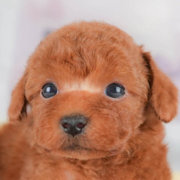 トイプードル(トイ)【埼玉県・男の子・2025年10月15日・レッド】の写真「🍁🐾 11月29日🐶見学会開催 🐾🍁」