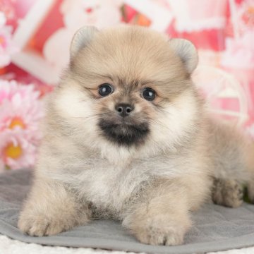 ポメラニアン【埼玉県・女の子・2025年3月2日・オレンジ】の写真「🍃5月31日(土)ワンちゃんの見学会開催🍃」