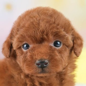 トイプードル(ティーカップ)【埼玉県・男の子・2025年9月14日・レッド】の写真「☕️🍁11月1日(土)見学会開催🍁☕️」