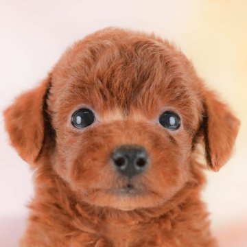 トイプードル(トイ)【埼玉県・男の子・2025年10月15日・レッド】の写真「🍁🐾 11月29日🐶見学会開催 🐾🍁」