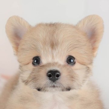 ポメプー(ポメラニアン×トイプードル)【埼玉県・女の子・2025年8月24日・フォーン】の写真「🐶🐾11月15日(土)大好評特別見学会🐾🐶」