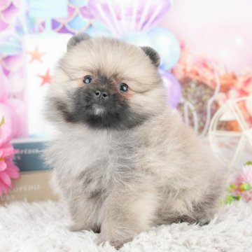 ポメラニアン【埼玉県・男の子・2025年1月26日・ウルフセーブル】の写真「🍃5月31日(土)ワンちゃんの見学会開催🍃」