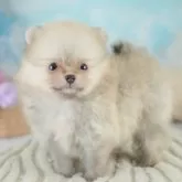 ポメラニアン