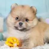 ポメラニアン