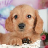 ミニチュアダックスフンド(ロング)