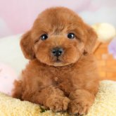 トイプードル(トイ)