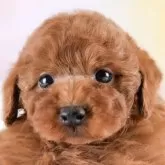 トイプードル(トイ)