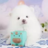 ポメラニアン【埼玉県・男の子・2025年8月4日・ホワイト】の写真1「子犬の画像を10枚掲載してます💖とっても可愛い姿を全部見てあげてください☺」