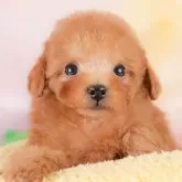 タイニープードル