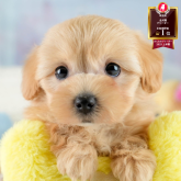 マルプー(マルチーズ×トイプードル)