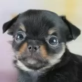 チワワ(ロング)