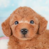 トイプードル(トイ)