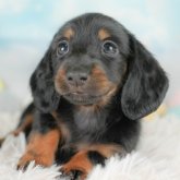 カニンヘンダックスフンド(ロング)