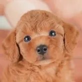 トイプードル(トイ)