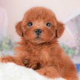 トイプードル(トイ)