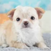 チワワ(ロング)