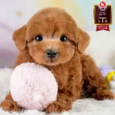 トイプードル(トイ)