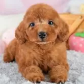 トイプードル(トイ)【埼玉県・男の子・2025年9月4日・レッド】の写真1「子犬の画像を10枚掲載してます💖とっても可愛い姿を全部見てあげてください☺」