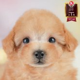 トイプードル(タイニー)