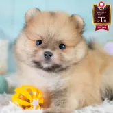 ポメラニアン