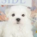 マルチーズ