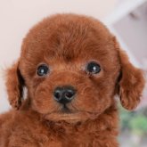 トイプードル(トイ)