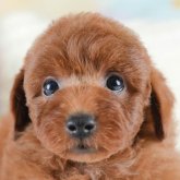 トイプードル(トイ)