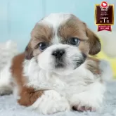 シーズー