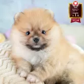ポメラニアン