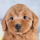 トイプードル(トイ)