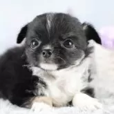 チワワ(ロング)