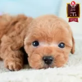 タイニープードル