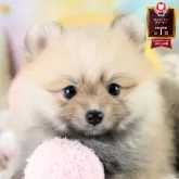 ポメラニアン