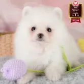 ポメラニアン