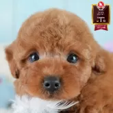 トイプードル(トイ)