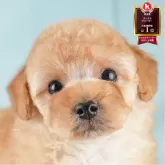 トイプードル(トイ)