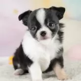 チワワ(ロング)