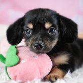 チワックス(チワワ×ダックスフンド)