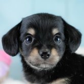 チワックス(チワワ×ダックスフンド)