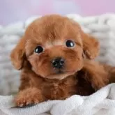 タイニープードル