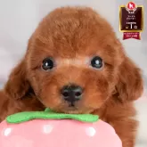 トイプードル(トイ)