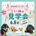 チワワ(ロング)【埼玉県・女の子・2025年4月11日・パーティ】の写真2「日曜開催🌟たくさんのワンちゃんを一度に見られるのは見学会だけ！✨この機会をお見逃しなく🔍」