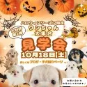 トイプードル(トイ)【埼玉県・男の子・2025年4月9日・レッド】の写真2「🎃10月も開催📣一度にたくさんの子犬を見学できる”見学会”🎃✨」