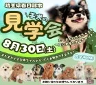 ポメラニアン【埼玉県・男の子・2025年7月12日・オレンジセーブル】の写真2「たくさんのワンちゃんを一度に見られるのは見学会だけ！✨この機会をお見逃しなく🔍」